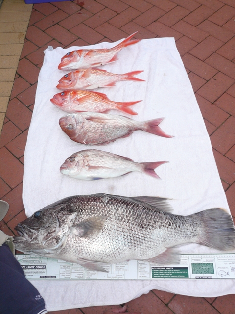 Todays catch